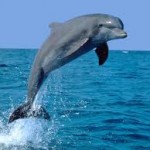 Массовая гибель дельфинов в Черном море